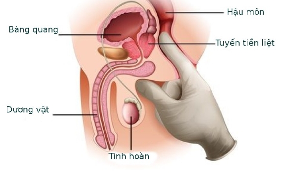 Tuyến tiền liệt hay điểm G nam, có kích thước nhỏ bằng hạt óc chó