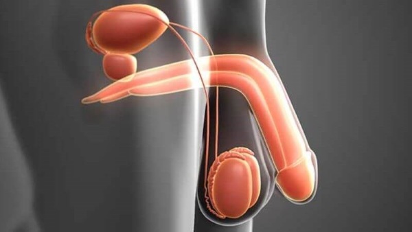 Điểm g của đàn ông nằm ở vị trí nào?