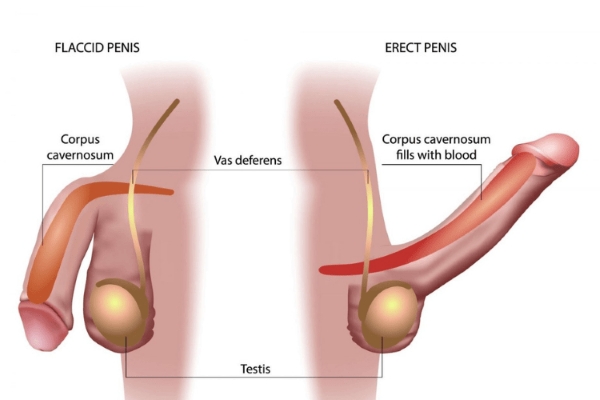 Cách đánh giá mức độ cong của dương vật