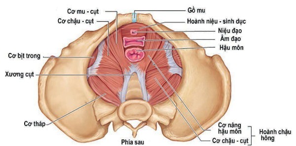 Suy giảm chức năng sàn chậu
